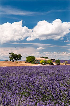 simsearch:862-08090159,k - Farmhouse in a lavender field, Provence, France Foto de stock - Con derechos protegidos, Código: 862-03711303