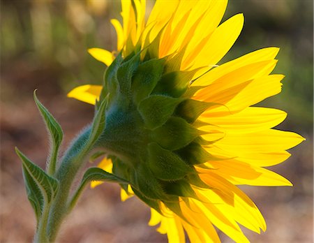 detail of sunflower - Sunflower in the morning light, Provence, France Stock Photo - Rights-Managed, Code: 862-03711316