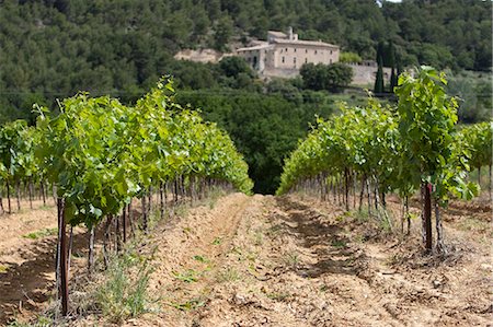 simsearch:862-06542848,k - Provence, Frankreich. Reben in einem Feld mit Stein Schloss im Hintergrund in Südfrankreich Stockbilder - Lizenzpflichtiges, Bildnummer: 862-03711368