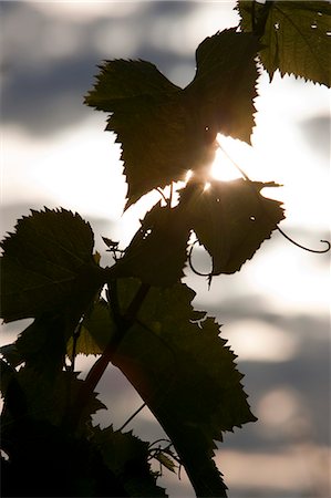 simsearch:862-03711407,k - Grape vines in a vineyard in the Languedoc region of France Fotografie stock - Rights-Managed, Codice: 862-03711391
