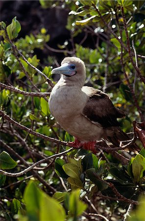 simsearch:841-03675099,k - Galapagos,Genovesa Island,Darwin Bay . Red Footed Booby (brown phase). Genovesa is home to what is probably the largest population of Red Footed Boobies. Foto de stock - Con derechos protegidos, Código: 862-03711474