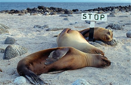 simsearch:700-00032929,k - Three female sea lions sleep on the beach at Seymour Island in the Galapagos Islands,Ecuador. Stock Photo - Rights-Managed, Code: 862-03711477