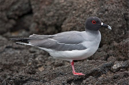 simsearch:862-03711564,k - Galapagos Islands, A endemic swallow-tailed gull on Genovese island, unusual as it feeds at sea at night. Stock Photo - Rights-Managed, Code: 862-03711479