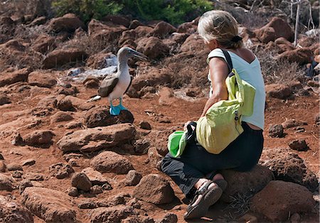 ecuador not people not amazon - Galapagos Islands, A blue-footed booby on North Seymour island shows no fear of a visitor. Stock Photo - Rights-Managed, Code: 862-03711484