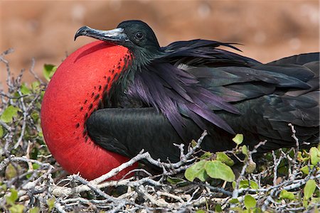 simsearch:862-03711533,k - Galapagos Islands, A frigatebird on North Seymour island inflates his red pouch to attract a mate. Foto de stock - Con derechos protegidos, Código: 862-03711486