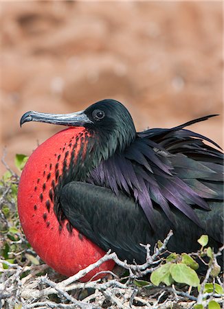 simsearch:862-03711519,k - Les îles Galapagos, une frégate dans l'île Seymour Nord gonfle sa pochette rouge pour attirer une femelle. Photographie de stock - Rights-Managed, Code: 862-03711487