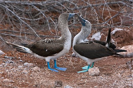 Galapagos Islands, Courtship ritual of Blue-footed boobies on North Seymour island. Stock Photo - Rights-Managed, Code: 862-03711481