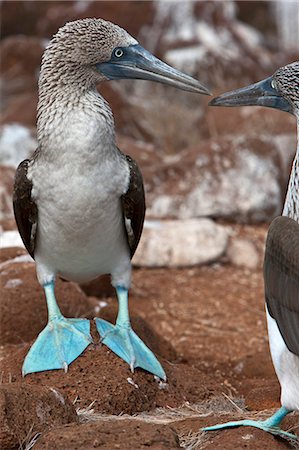 simsearch:862-03711509,k - Galapagos Islands, Courtship ritual of Blue-footed boobies on North Seymour island. Foto de stock - Con derechos protegidos, Código: 862-03711482