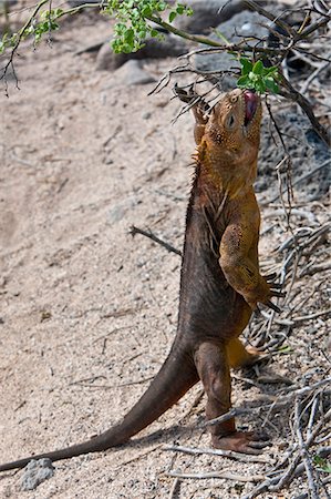 simsearch:862-03711565,k - Les îles Galapagos, un iguane terrestre sur l'île Seymour Nord se dresse sur ses pattes pour se nourrir. Photographie de stock - Rights-Managed, Code: 862-03711494