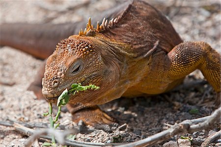 simsearch:862-03711565,k - Les îles Galapagos, un iguane terrestre sur l'île Seymour Nord se nourrit sur les pousses vertes du buisson. Photographie de stock - Rights-Managed, Code: 862-03711495