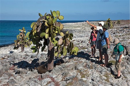 simsearch:862-03710859,k - Les îles Galapagos, l'île de South Plaza, lions de mer des Galapagos se reposant sous un arbre énorme cactus. Photographie de stock - Rights-Managed, Code: 862-03711499