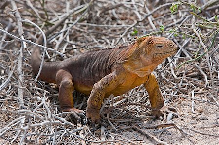 simsearch:862-03711533,k - Galapagos Islands, A land iguana on North Seymour island. Foto de stock - Con derechos protegidos, Código: 862-03711493