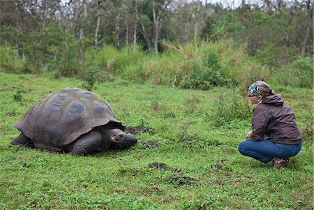 Galapagos Islands,  visitor to Santa Cruz island watches a giant tortoise after which the Galapagos islands were named. Stock Photo - Rights-Managed, Code: 862-03711507