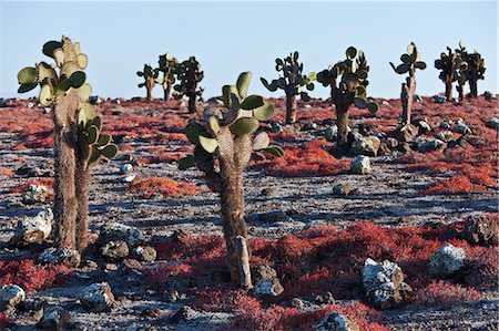 simsearch:862-03711509,k - Galapagos Islands, Huge cactus trees and red sesuvium grow on the otherwise barren island of South Plaza. Foto de stock - Con derechos protegidos, Código: 862-03711503