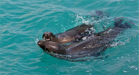 simsearch:862-03711536,k - Galapagos Islands, Playful Galapagos sea lions off Santa Cruz island. Foto de stock - Con derechos protegidos, Código: 862-03711514