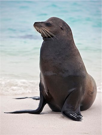 simsearch:862-03711502,k - Galapagos Islands, A Galapagos sea lion on the sandy beach of Espanola island. Stock Photo - Rights-Managed, Code: 862-03711516