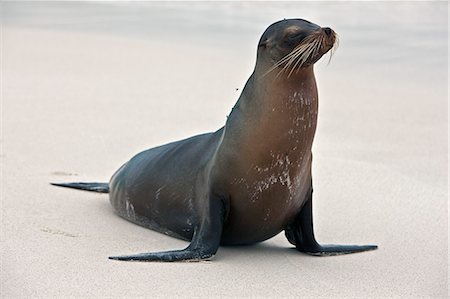 simsearch:862-03711530,k - Galapagos Islands, A Galapagos sea lion on the sandy beach of Espanola island. Foto de stock - Con derechos protegidos, Código: 862-03711517