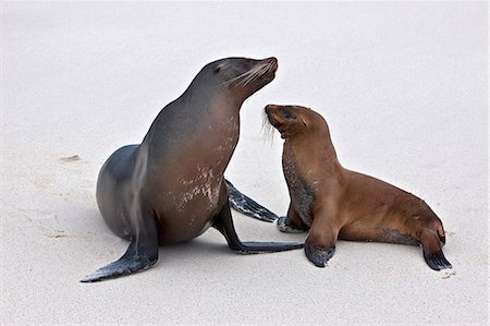 espanola island - Galapagos Islands, Galapagos sea lions on the sandy beach of Espanola island. Foto de stock - Con derechos protegidos, Código: 862-03711518