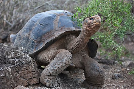 Galapagos Islands, A giant domed tortoise after which the Galapagos islands were named. Foto de stock - Con derechos protegidos, Código: 862-03711510