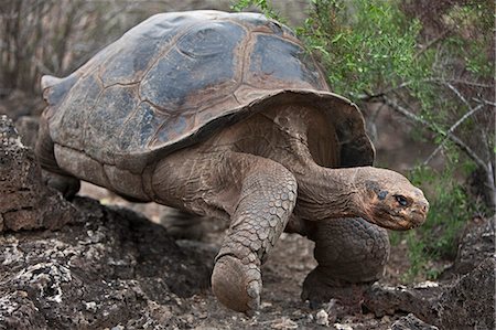 Galapagos Islands, A giant domed tortoise after which the Galapagos islands were named. Foto de stock - Con derechos protegidos, Código: 862-03711511