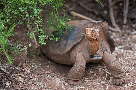 simsearch:862-03711561,k - Galapagos Islands, A giant saddle-backed tortoise at the Darwin Centre. Foto de stock - Con derechos protegidos, Código: 862-03711512
