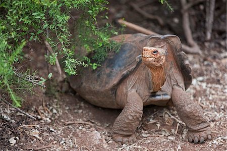 simsearch:862-03711564,k - Galapagos Islands, A giant saddle-backed tortoise at the Darwin Centre. Stock Photo - Rights-Managed, Code: 862-03711512