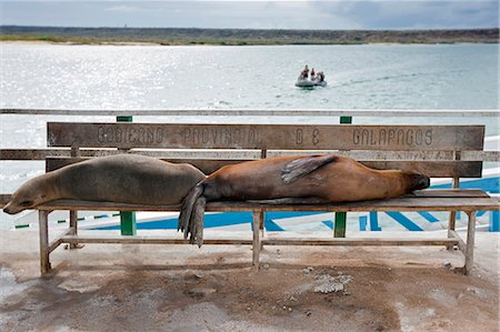 Galapagos Islands, Galapagos sea lions occupy the visitors' benches on the pier at Baltra Island. Stock Photo - Rights-Managed, Code: 862-03711513