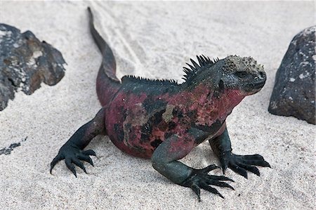 simsearch:841-03675109,k - Galapagos Islands, A Marine iguana on the sandy beach of Espanola island. Foto de stock - Con derechos protegidos, Código: 862-03711524