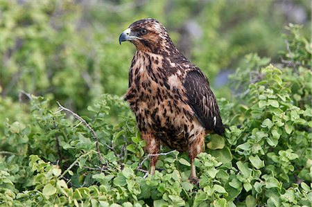 Galapagos Islands, A juvenile Galapagos hawk at Punta Suarez. Stock Photo - Rights-Managed, Code: 862-03711526
