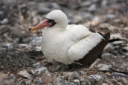 Galapagos, A Nazca booby & chick, Punta Suarez. Usually lay 2 eggs, the older will push out its sibling leaving it to die. Stock Photo - Rights-Managed, Code: 862-03711529