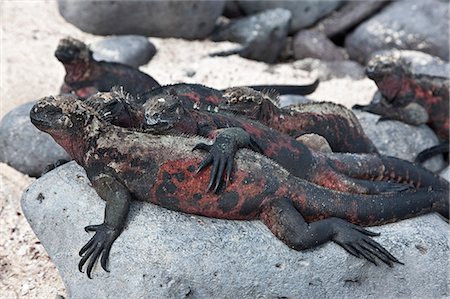 Galapagos Islands, Marine iguanas sunbathe on Espanola island, increasing body temperature to the optimum 35.5 dc Stock Photo - Rights-Managed, Code: 862-03711523