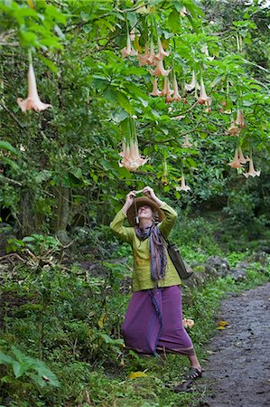 simsearch:862-03710858,k - Galapagos Islands, A visitor to the cloud-forest on Floreana island photographs a moonflower. Foto de stock - Con derechos protegidos, Código: 862-03711534