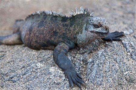 simsearch:862-03711564,k - Galapagos Islands, A Marine iguana warming itself on lava rocks on Fernandina island Stock Photo - Rights-Managed, Code: 862-03711536