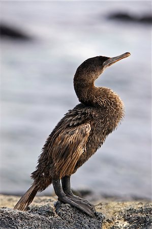 Îles Galápagos, un cormoran aptère sur l'île de Fernandina. Photographie de stock - Rights-Managed, Code: 862-03711537