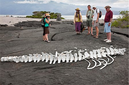 simsearch:862-03711534,k - Galapagos Islands, Visitors looking at a whale skeleton on Fernandina Island. Stock Photo - Rights-Managed, Code: 862-03711538