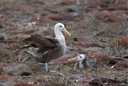 Galapagos Islands, A waved albatross and chick at Punta Suarez. Stock Photo - Rights-Managed, Code: 862-03711530