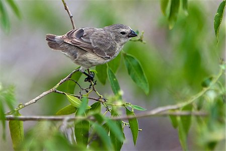 simsearch:862-03711533,k - Galapagos Islands, A medium tree finch which is endemic to Floreana island. Foto de stock - Con derechos protegidos, Código: 862-03711533