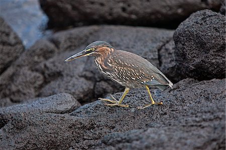 simsearch:862-03711502,k - Galapagos Islands, A striated heron on lava rocks on Fernandina island. Stock Photo - Rights-Managed, Code: 862-03711544