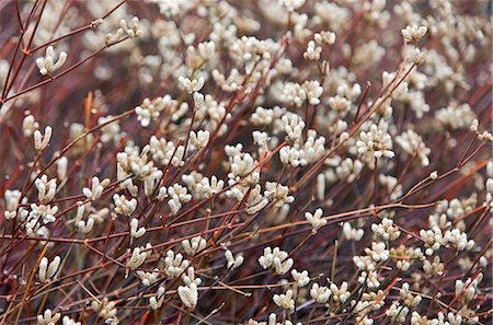 simsearch:862-03711564,k - Galapagos Islands, The herbaceous plant Alternanthera spp. growing on Santiago island. Stock Photo - Rights-Managed, Code: 862-03711545