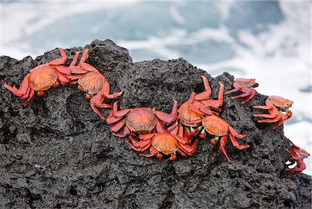 Galapagos Islands, Brightly coloured Sally lightfoot crabs or red lava crabs - on Santiago Island. Stock Photo - Rights-Managed, Code: 862-03711547