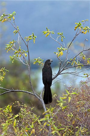 simsearch:862-03711533,k - Galapagos Islands, Smoothed-billed ani, Santiago island, probably introduced by farmers to alleviate cattle tick problem Foto de stock - Con derechos protegidos, Código: 862-03711549