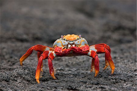 simsearch:862-03711509,k - Galapagos Islands, The bright Sally lightfoot crab   or red lava crab - on Fernandina Island. Foto de stock - Con derechos protegidos, Código: 862-03711543