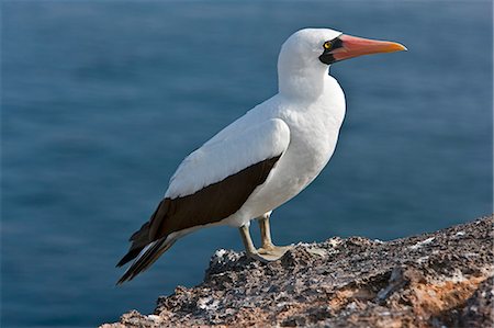 simsearch:862-03711564,k - Galapagos Islands, A Nazca booby on the lava cliffs of Genovese Island. Stock Photo - Rights-Managed, Code: 862-03711564