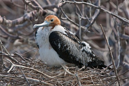 Îles Galápagos, une frégate du jeune sur son nid sur l'île de Genovese. Photographie de stock - Rights-Managed, Code: 862-03711565