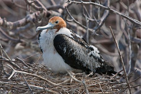 simsearch:862-03711535,k - Îles Galápagos, une frégate du jeune sur son nid sur l'île de Genovese. Photographie de stock - Rights-Managed, Code: 862-03711565