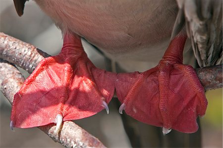 patte (animal) - Îles Galápagos, un pieds rouge vif d'un fou à pieds rouges sur l'île de Genovese. Photographie de stock - Rights-Managed, Code: 862-03711568