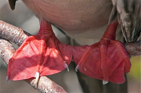 simsearch:862-03711533,k - Galapagos Islands, A bright red feet of a red-footed booby on Genovese Island. Foto de stock - Con derechos protegidos, Código: 862-03711568