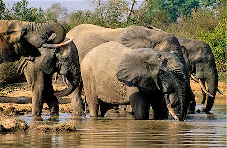 savannah - Ghana, Nordregion, Mole Nationalpark. Elefanten in den Mole Nationalpark am Wasserloch zu trinken. Stockbilder - Lizenzpflichtiges, Bildnummer: 862-03711627