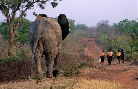 Ghana,Northern region,Mole National Park. Elephants in Mole National Park mix with local residents. Stock Photo - Rights-Managed, Code: 862-03711628