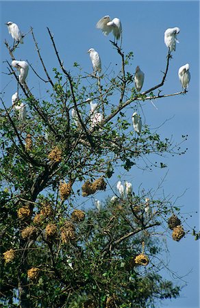 Ghana, région de Brong Ahafo, Techiman. Aigrettes dans une colonie de nidification. Photographie de stock - Rights-Managed, Code: 862-03711631